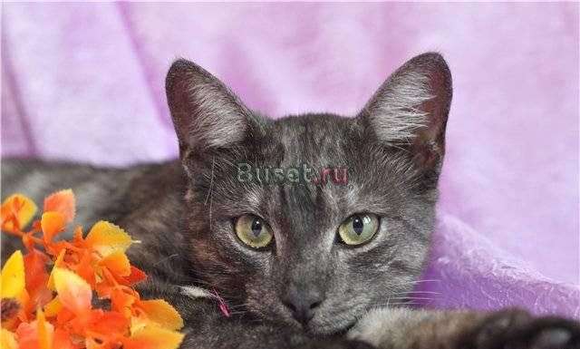 Шикарный котик Штирлиц в дар Москва