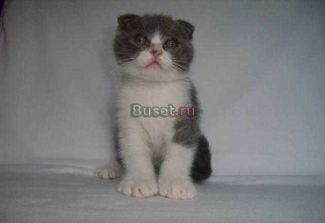 Продаются котята Москва