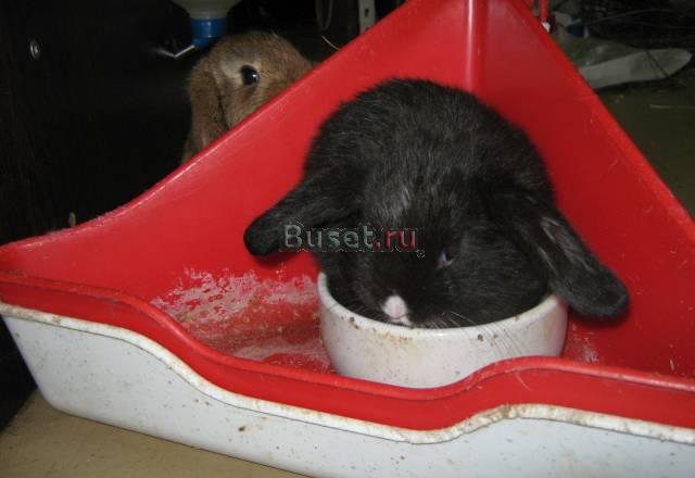 Вислоухий крольчонок Москва
