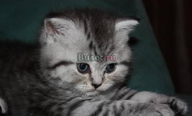 Британцы,шотландцы - вислоухие Москва
