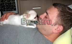 Чихуахуа кукольные щенки.Вязка Москва