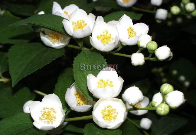 Подписка на справочник фермера "вершки и корешки" Ковров