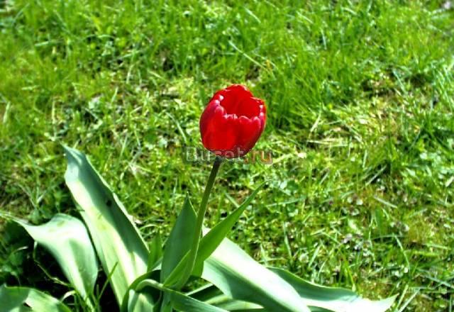 Подписка на справочник фермера "вершки и корешки" Александров