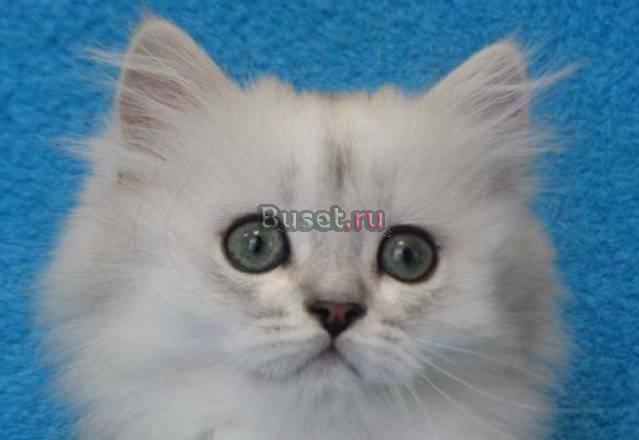 Очаровательные Кошкодетки голубоглазые и зеленогла Москва