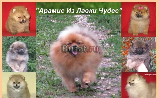 Шпиц померанский карликовый  кобель для вязки Москва