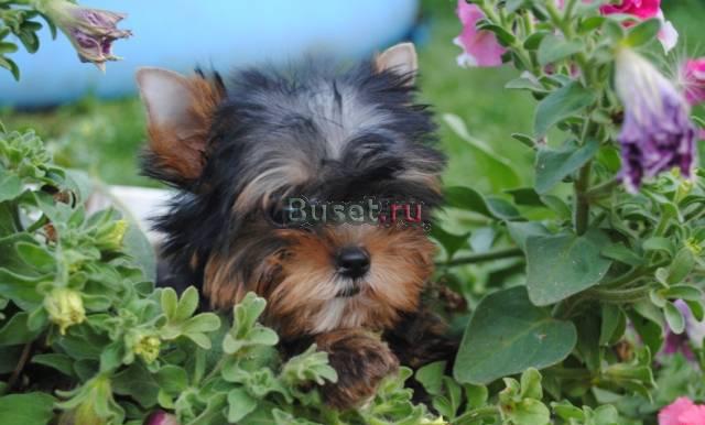Йоркширский терьер мальчик Тула