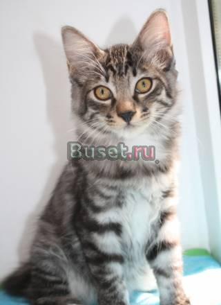 Котик Курильского бобтейла Москва