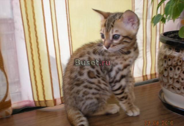 Бенгальские котята Челябинск