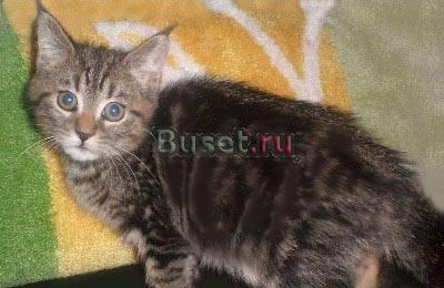 Мейн кун  Кошечка для дома Пэт класс Москва