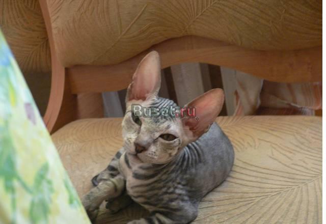 Котята донского сфикса (клубные) Омск