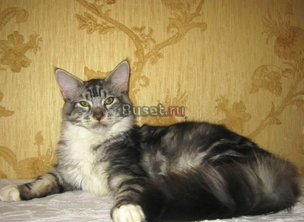 Подрощенный котенок Мейн Кун за символическую цену Казань