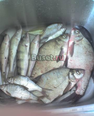 Свежия речная рыба Казань