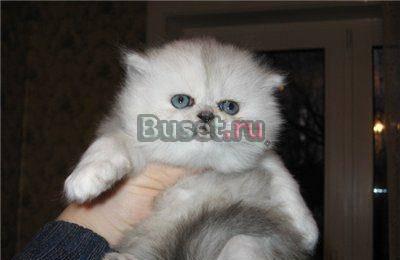  ПЕРСЫ и ЭКЗОТЫ  котята и  подрощенные  Москва