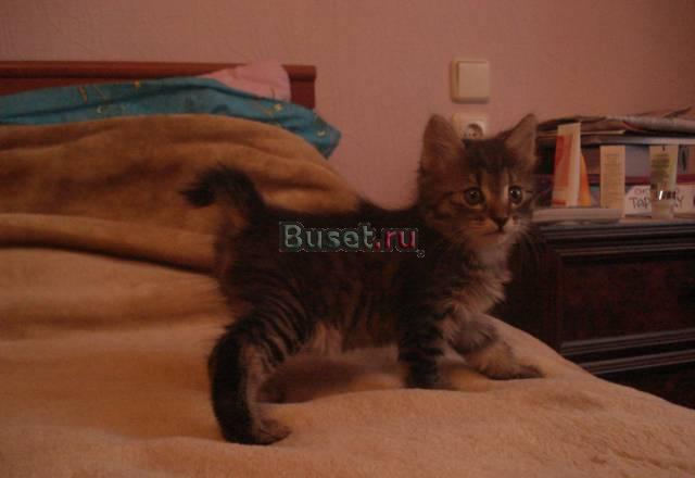 Продаю котят курильского бобтейла Волгоград