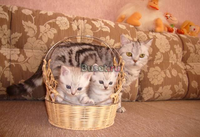 Продаются котята Сергиев Посад