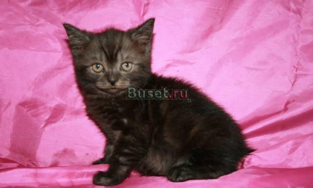 Котик чёрный дым Санкт-Петербург