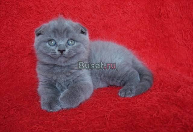Шотландская вислоухая племенного класса Москва