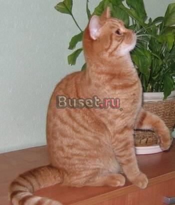 Британские котята  рыжий мальчик Москва