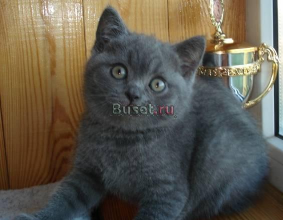 Британские котята Тюмень