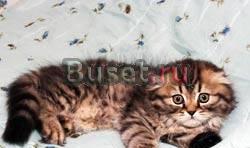 Котенка шотладской кошки Тэбби Москва