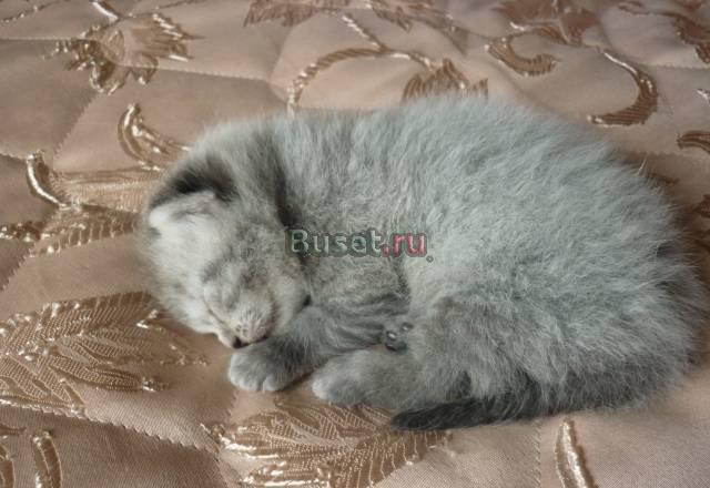 Котёнок Санкт-Петербург