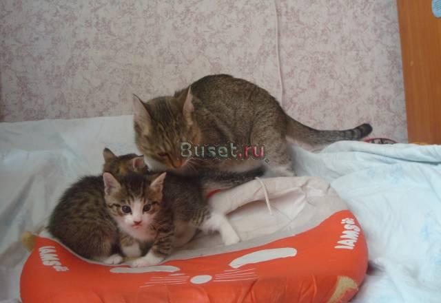Отдам котика и кошечку в хорошие руки Санкт-Петербург