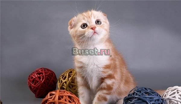 Мраморные вислоухие котята Москва