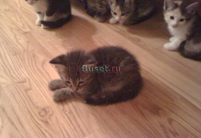 Отдам в хорошие руки котят Санкт-Петербург