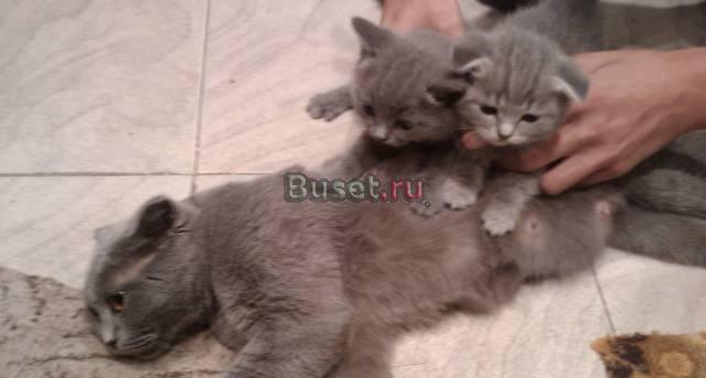 Шотланские вислоухие Павловский Посад