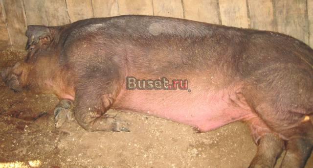 Хряк (производитель,самец свиньи) и 3 свиноматки Москва