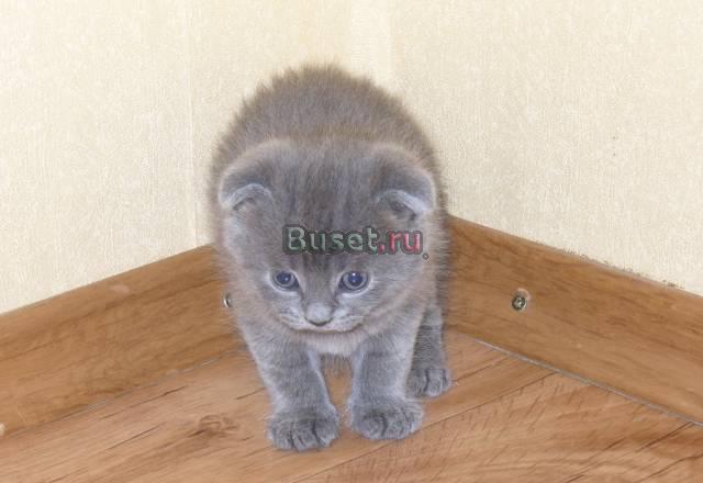 Британцы в хорошие руки Таганрог