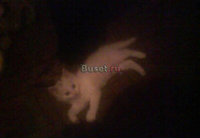 Отдам котёнка в добрые руки Москва