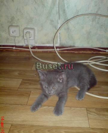 Отдам котят-полукровок 1,5мес от британца Москва