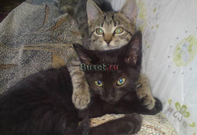 Отдам котят в добрые руки Москва