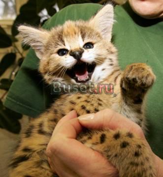 Гениально  серваль / Саванна / Chausie кошек Москва