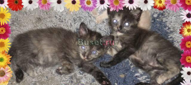 Посмотри какое чудо Отдам даром котят Санкт-Петербург