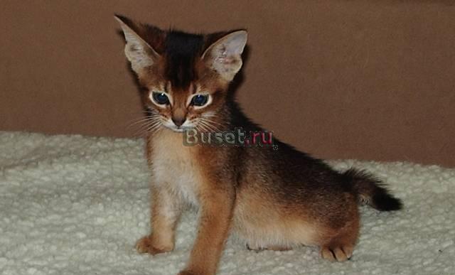 Абиссинские котята Нижний Новгород