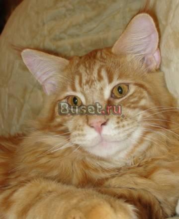 Котенок мейн кун Пенза