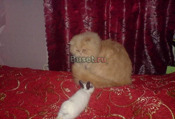 Персидский кот, приглашает на вязку Москва
