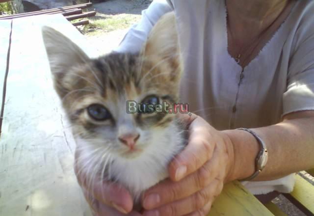 Ищу хозяина котятам Челябинск