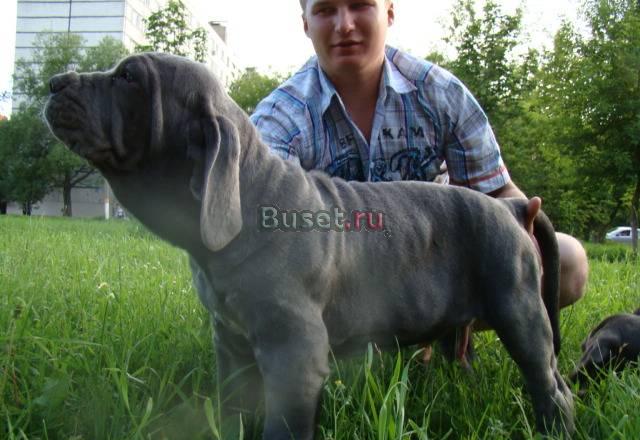 Мастино наполетано щенки подрощенные Москва