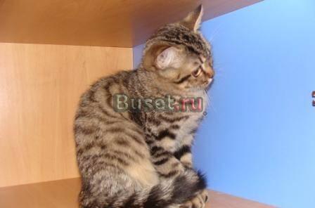 Британские плюшевые котята Иркутск