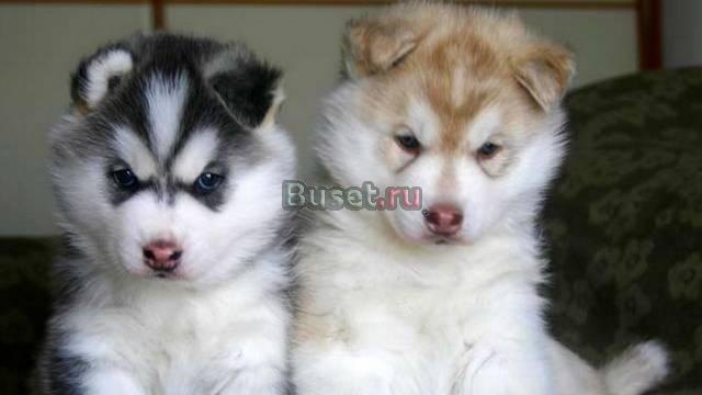 Чистопородного хриплым щенков для счастливых домов Москва