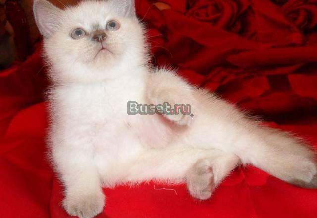 Британский котенок эксклюзивного окраса Новосибирск