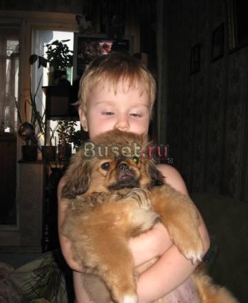 Щенок мини девочка Москва