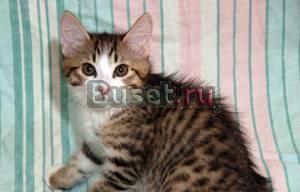 Котята для Вас из п."Soya Untara" Волгоград