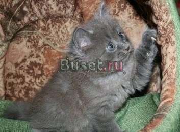 Продается британский котенок Москва
