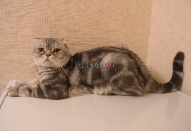 Кот приглашает на вязку Челябинск