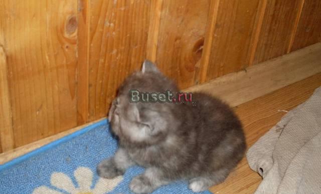 Котята американских экзотов Москва