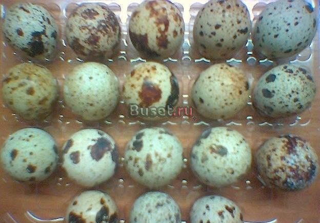 Яйцо перепелиное Пермь